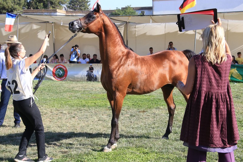 HH Sheikh Mansoor-supported Horse Show in Lebanon
